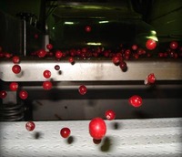 Рынок замороженных продуктов. Сделано для себя?